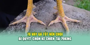 78 Vảy Gà Tốt Nên Chọi – Bí Quyết Chọn Kê Chiến Tại 79King